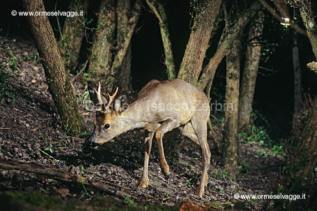 Capriolo 12-6-08